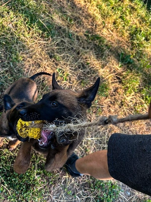  Disponibili  ciobănesc Belgian Malinois 