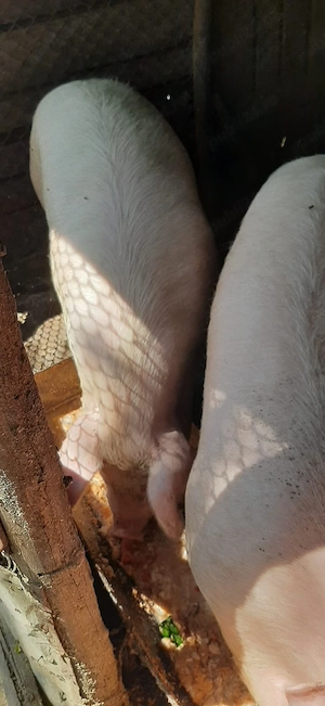 Vand 2 porci si o purcea - imagine 4