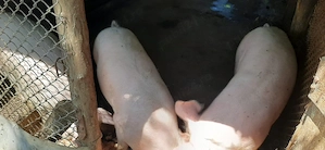Vand 2 porci si o purcea