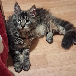 Puiuț Maine Coon, Cușcă de transport inclusă în preț, vârsta puilor 3 luni și jumătate  - imagine 3