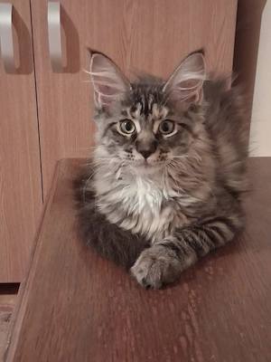 Puiuț Maine Coon, Cușcă de transport inclusă în preț, vârsta puilor 3 luni și jumătate  - imagine 2