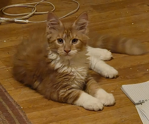 Puiuț Maine Coon, Cușcă de transport inclusă în preț, vârsta puilor 3 luni și jumătate 