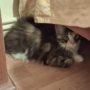 Puiuț Maine Coon, Cușcă de transport inclusă în preț, vârsta puilor 3 luni și jumătate  - imagine 4
