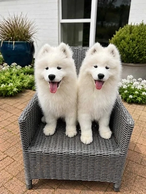 Vand catei caini rasa Samoyed - imagine 4