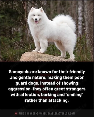 Vand catei caini rasa Samoyed - imagine 5