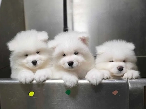 Vand catei caini rasa Samoyed - imagine 3