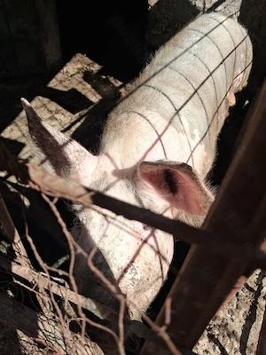 Vând porci petran