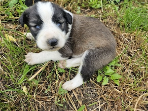 Adoptie catelusi de 1 luna si jumatate