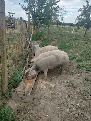 Vand porci crescuti in gospodarie - imagine 2