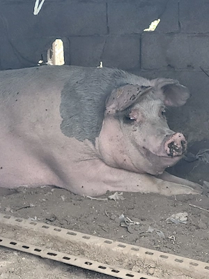 Vand porci crescuti in gospodarie