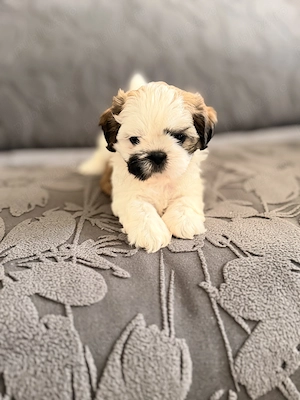  Pui Shih Tzu Superbi    Crescuți în Familie   Sănătoși   Disponibili Acum! - imagine 2