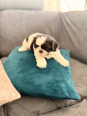  Pui Shih Tzu Superbi    Crescuți în Familie   Sănătoși   Disponibili Acum! - imagine 5