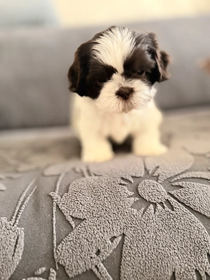  Pui Shih Tzu Superbi    Crescuți în Familie   Sănătoși   Disponibili Acum! - imagine 4