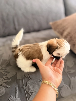  Pui Shih Tzu Superbi    Crescuți în Familie   Sănătoși   Disponibili Acum! - imagine 3
