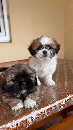 Căței shih tzu - imagine 2