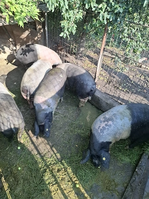 porci bazna  - imagine 3