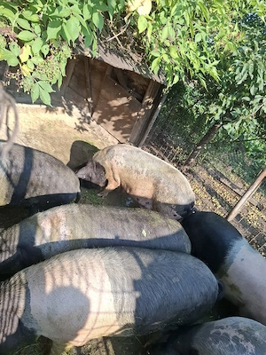 porci bazna 