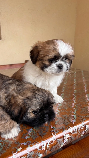Căței shih tzu