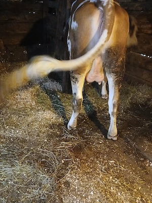 Vind juninca  baltata romaneasca  gestanta  aprope 8 luni   sat  Galsa. 450 kg   - imagine 2