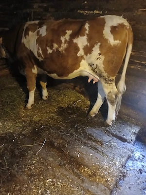 Vind juninca  baltata romaneasca  gestanta  aprope 8 luni   sat  Galsa. 450 kg  
