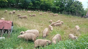 miei de vânzare 