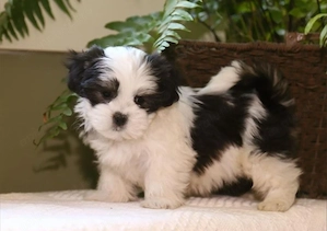 Bichon havanez superbi