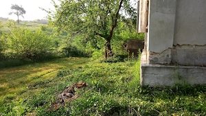 Casa de vanzare