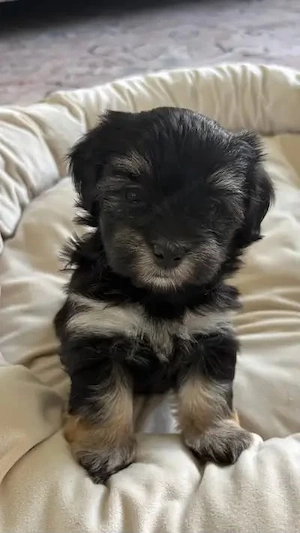 Bichon havanez puiuti