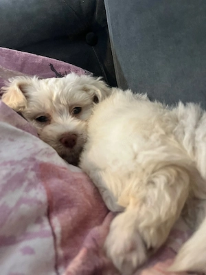 vand bichon maltez  - imagine 2