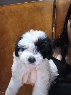 Bichon au 2 lunii 