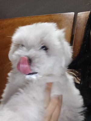 Bichon au 2 lunii  - imagine 1