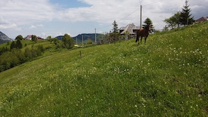 De Vânzare Teren intravilan 4.151 mp în Peștera (Bran-Moeciu)   Izvor Propriu & Proiect DTAC inclus - imagine 7