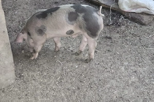Vând purcei Pietrani 7 saptmani.
