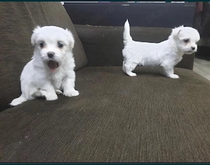 căței bichon,deparazitați, FOARTE jucăuși, talie mică 