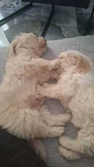vand bichon maltez  - imagine 4