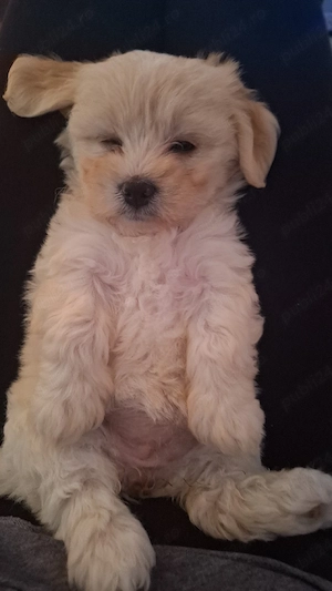 vand bichon maltez  - imagine 3