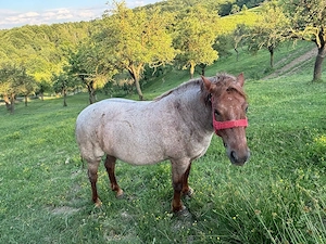 Cai de vanzare