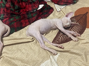 Pui Sphynx  - imagine 4