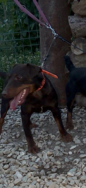 Mascul Jagd Terrier jagdterrier 