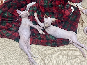 Pui Sphynx  - imagine 3