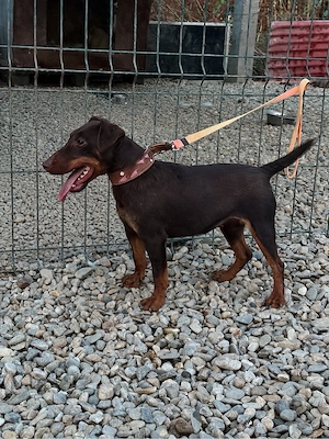 Femela jagd terrier jagdterrier 