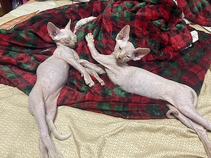 Pui Sphynx 