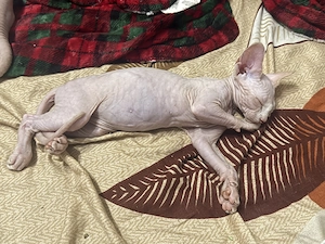 Pui Sphynx  - imagine 2