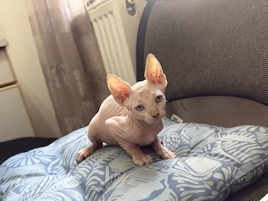 Pui Sphynx  - imagine 5