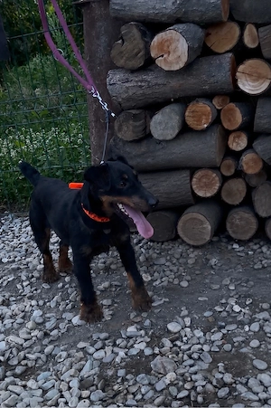 Femela Jagd Terrier jagdterrier