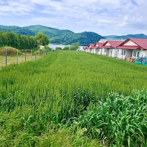 Teren 900 mp. intravilan, cu iesire la Dunăre -  Clisură (Gornea, com. Sichevița) , Caraș-Severin - imagine 5
