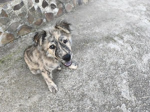 Donez cățelusă vârsta 4 luni,mamă rasa chow