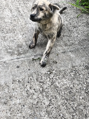 Donez cățelusă vârsta 4 luni,mamă rasa chow - imagine 4