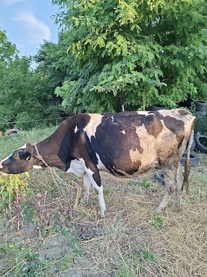 vacă holstein