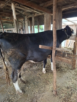 vând  junica holstein 